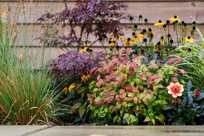 a fall garden with warm color plants