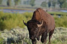 A bison in Yellowstone.