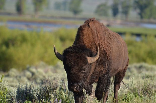 A bison in Yellowstone.