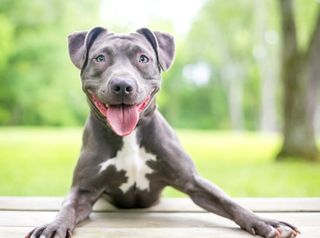 A happy blue and white Pit Bull Terrier mixed breed dog