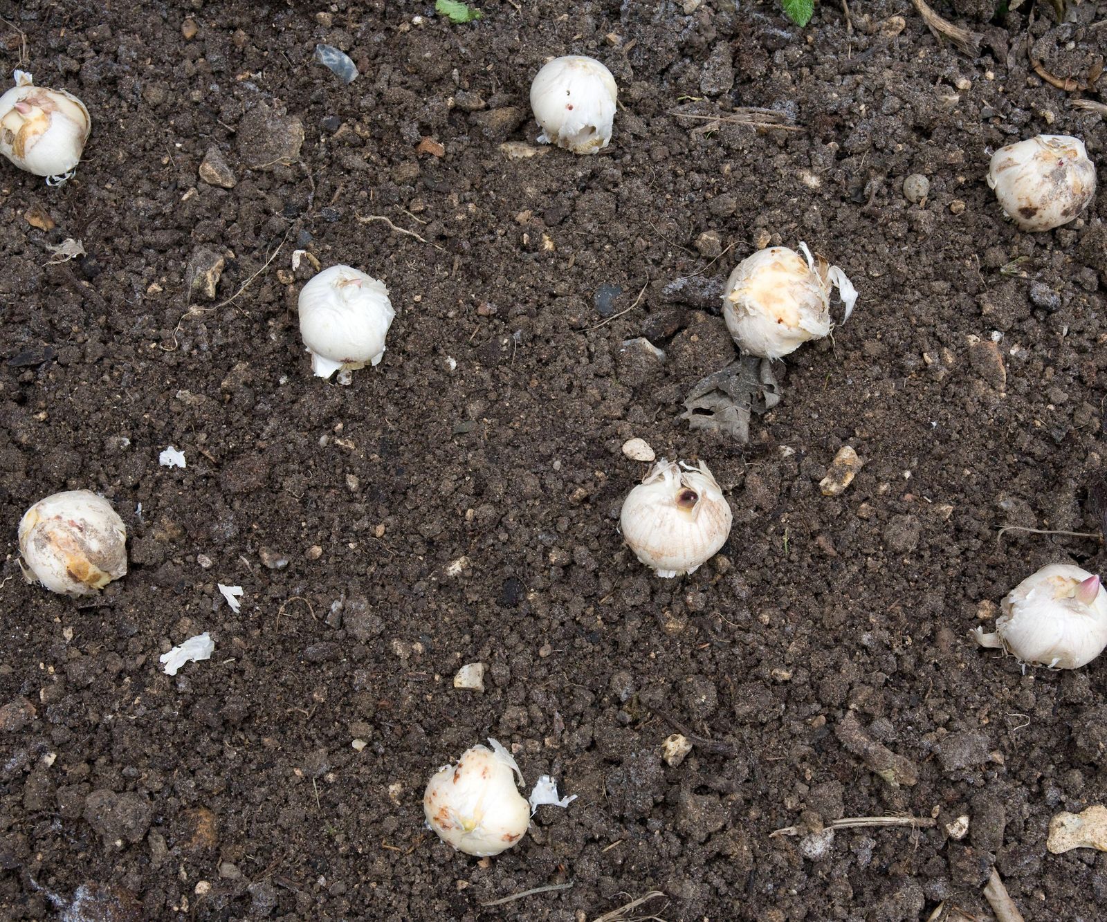 How deep to plant bulbs know the correct depths Homes and Gardens