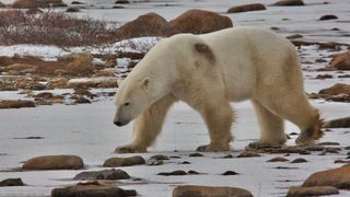 Ppolar bear walking on snow covered land, Churchill, Manitoba, Canada.