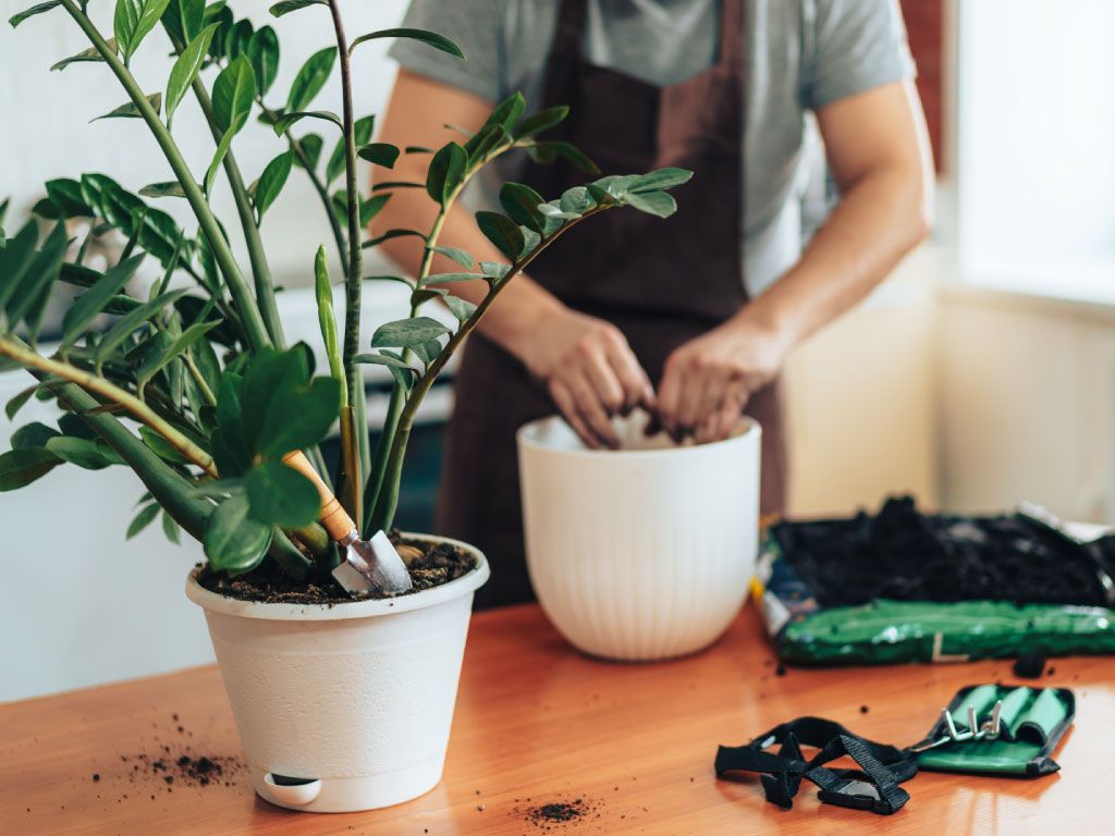 repotting houseplants