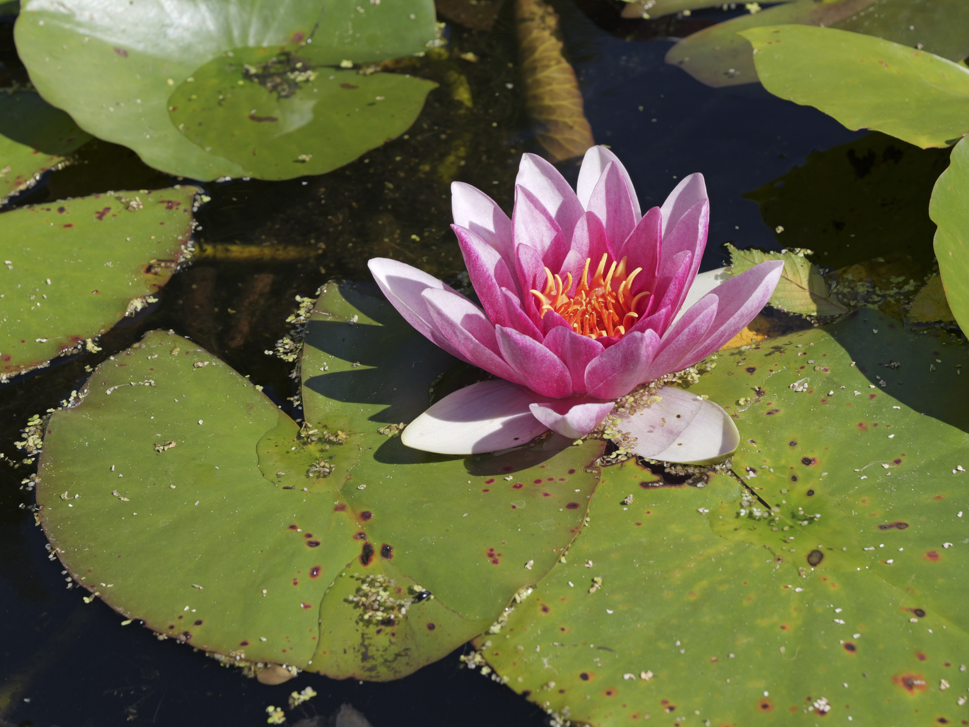 Closeup of a lily pad in a pond, shot with the Lumix G9 II and Leica 12-60mm F2.8-4 lens