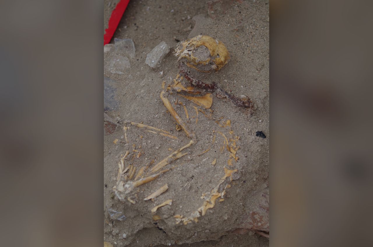 Archaeologists unearthed the remains of a monkey in an ancient Egyptian pet cemetery.