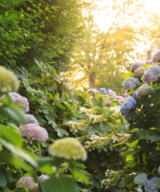 A group of green, pink, and purple hydrangeas with a bush and a sky filled with sunlight above them