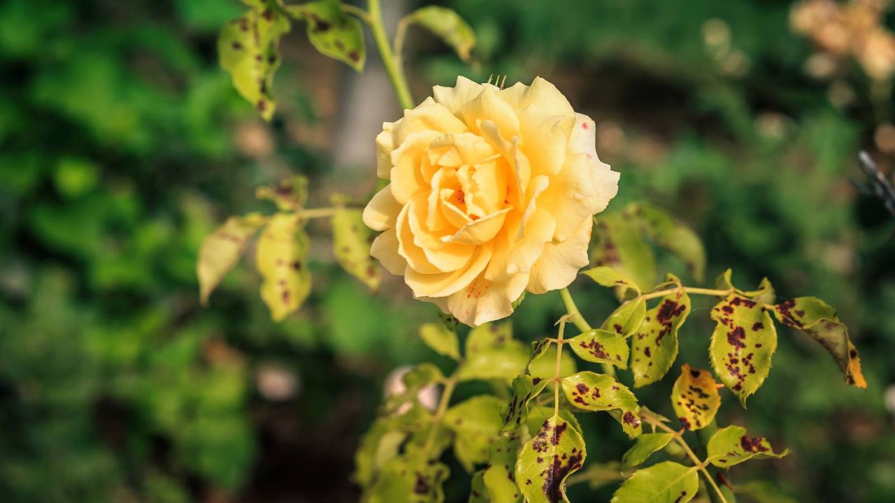 Rose with yellowing leaves