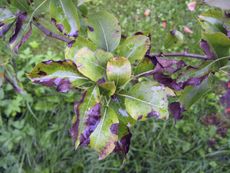 Browning Diseased Pear Tree Leaves