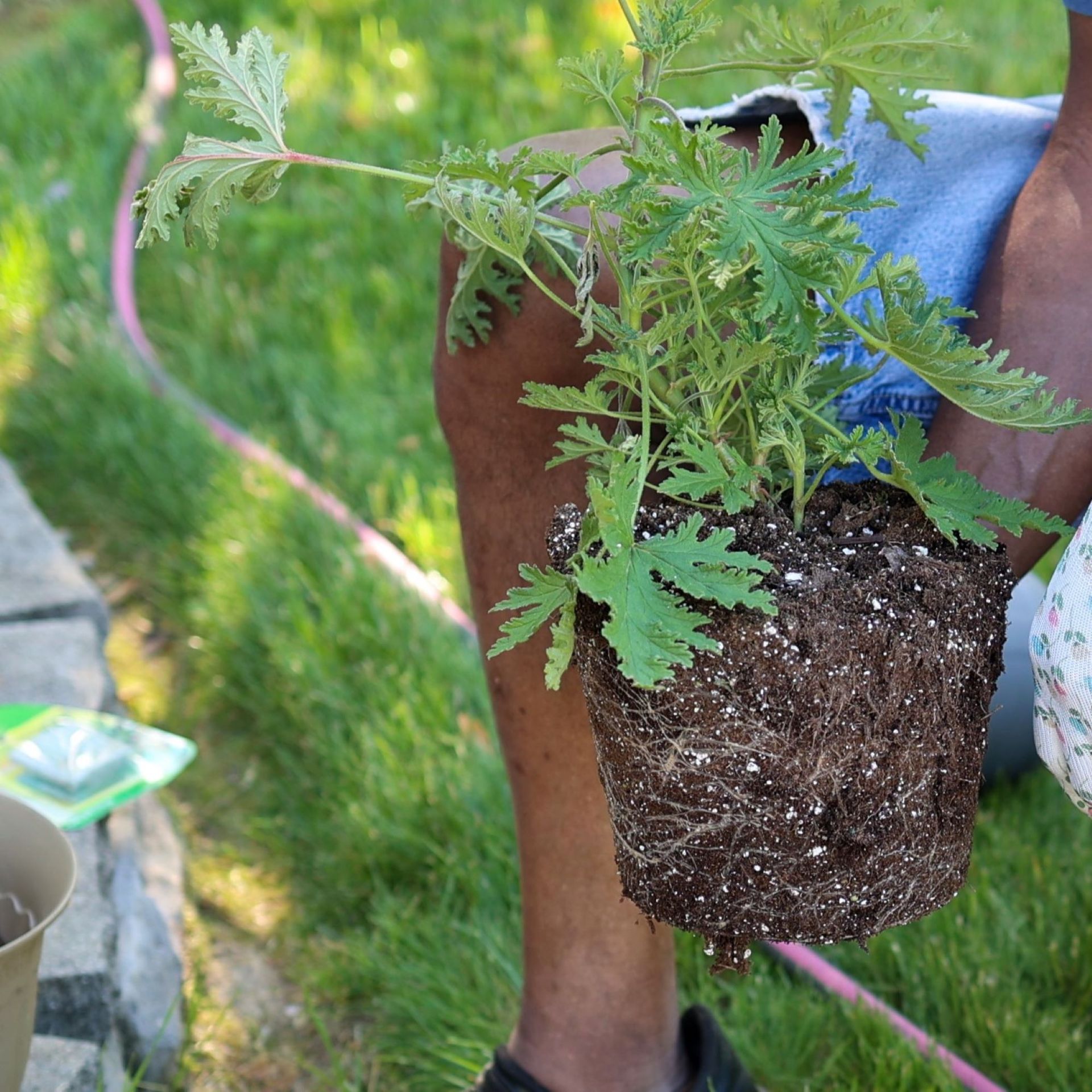 8 plants that deter mosquitoes Ideal Home