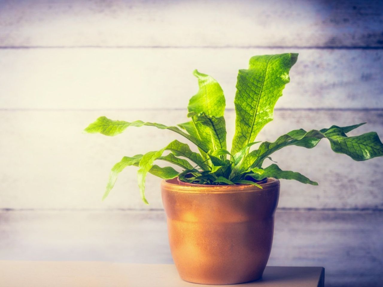 Potted Crocodile Fern