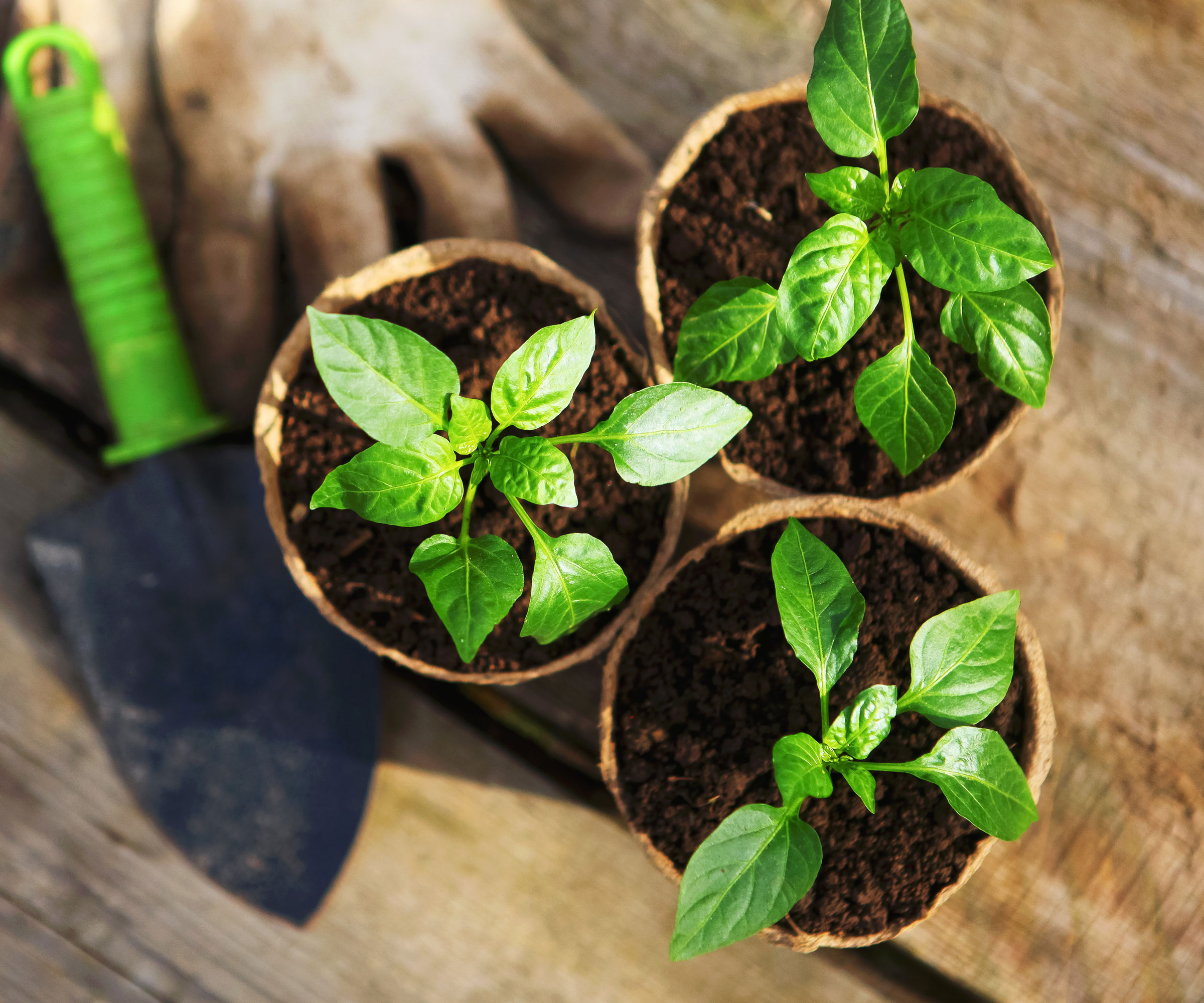 seedlings growing in pots of seed starting mix with hand trowel and gloves on wooden table