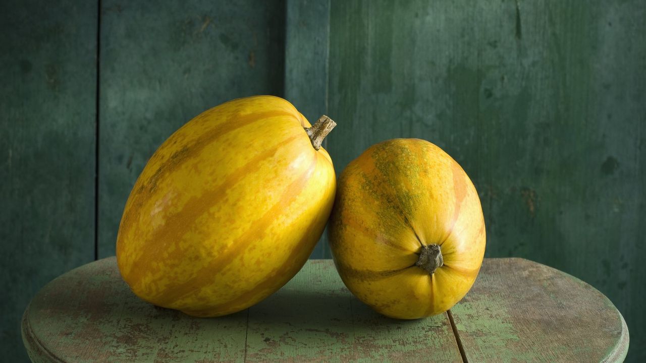 Two spaghetti squash on a worn green table