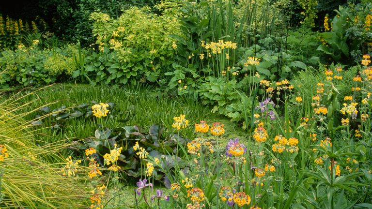 bog gardens planted with pretty yellow candelabra primula
