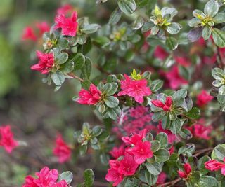 Pink flowers on an evergreen azalea bush