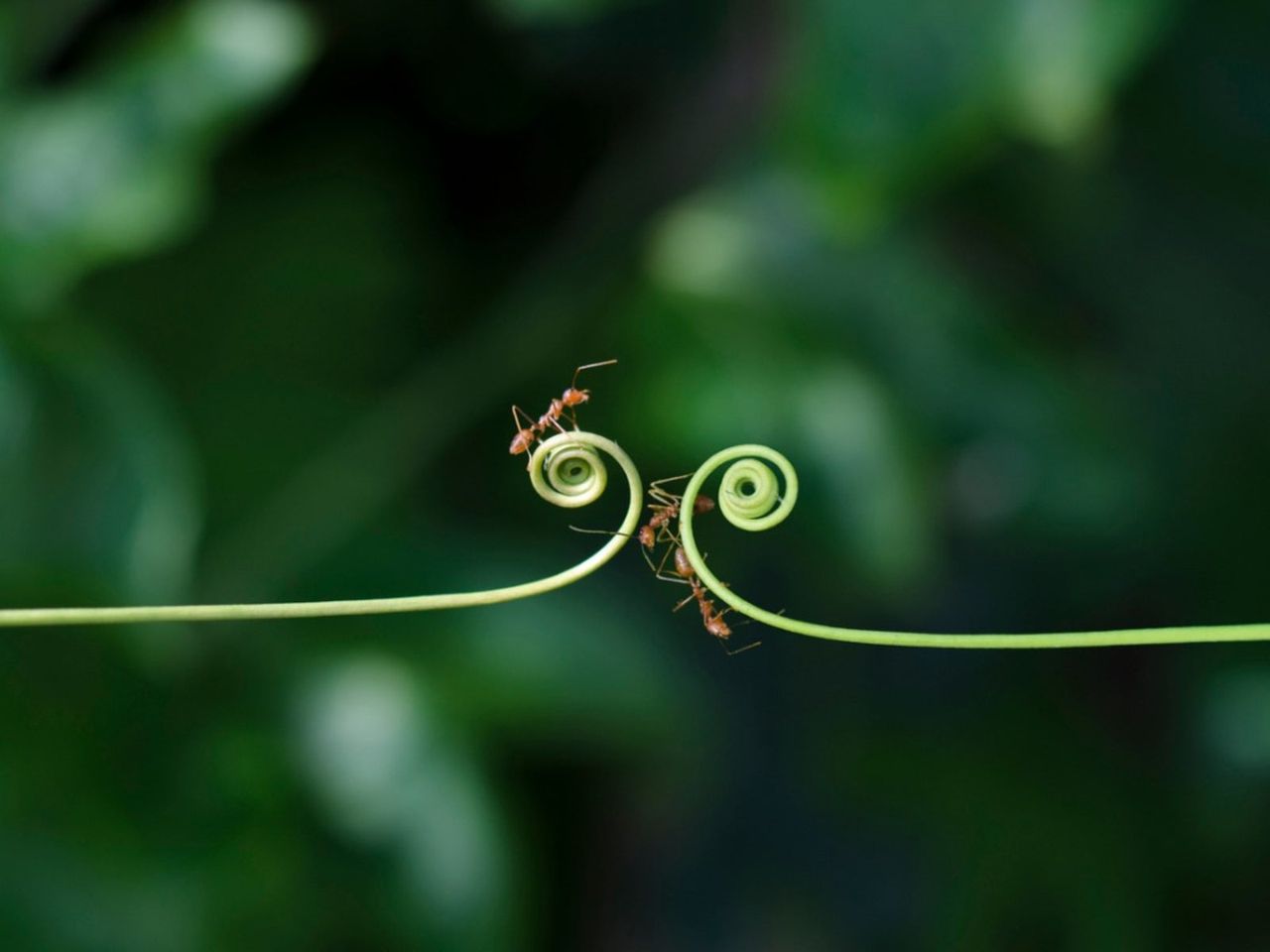 Ants On Flowering Vines