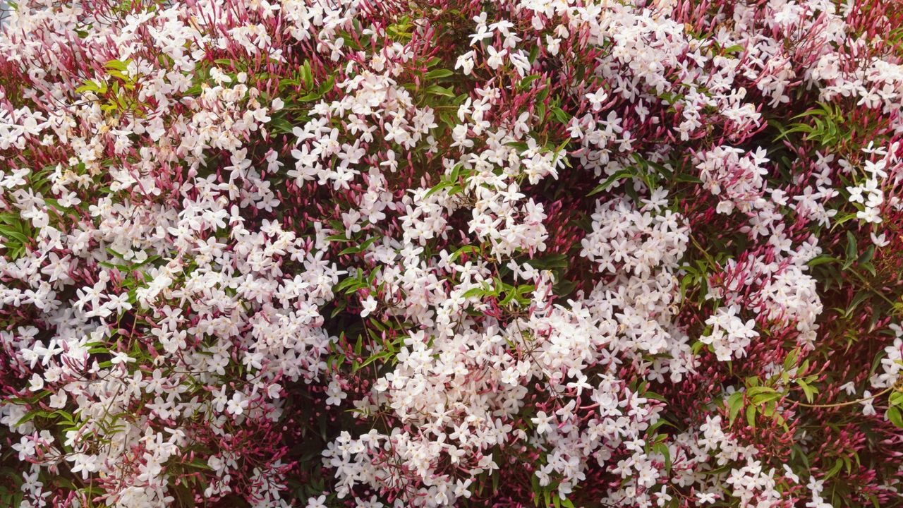 Jasmine flowers climbing over a garden structure with white and pink blooms