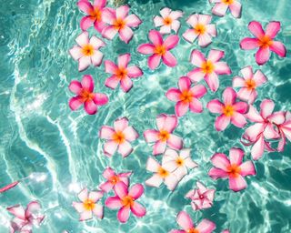 pool party ideas floating flower petals in pool