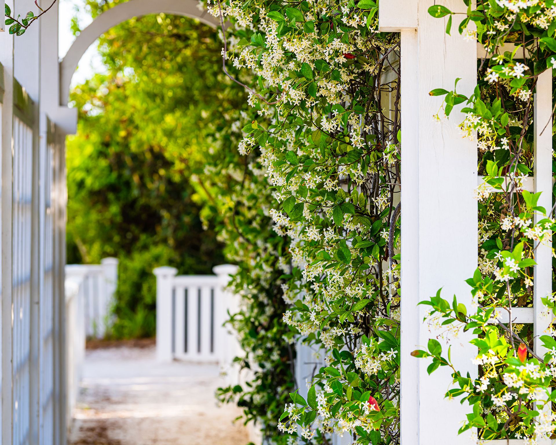 How to grow jasmine: expert tips on growing this scented climber ...