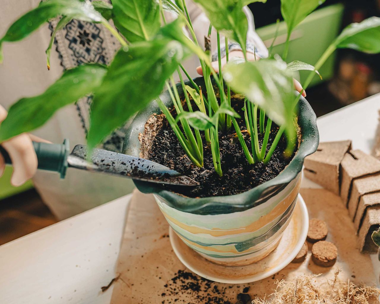 How to repot a peace lily: a step-by-step guide | Gardeningetc