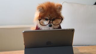 Intelligent dog in glasses looking at computer