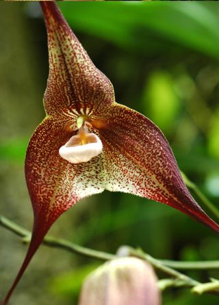 Ecuador for Dracula orchids