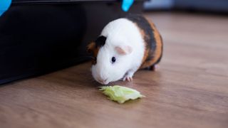 Guinea pig eating lettuce off the floor