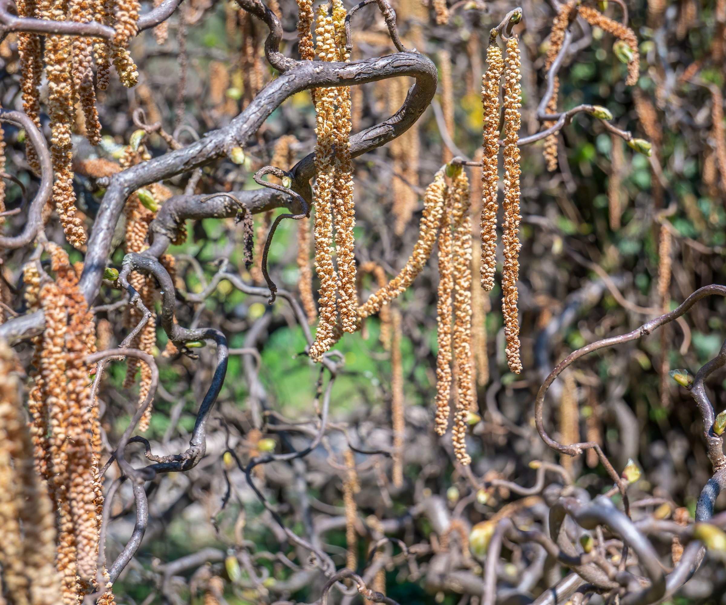 Catkins on the branch of Corylus americana, the American hazelnut