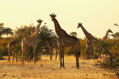 Giraffes are a vulnerable species.