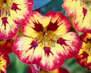 duo toned Orchid Flame nasturtiums with yellow and pink petals