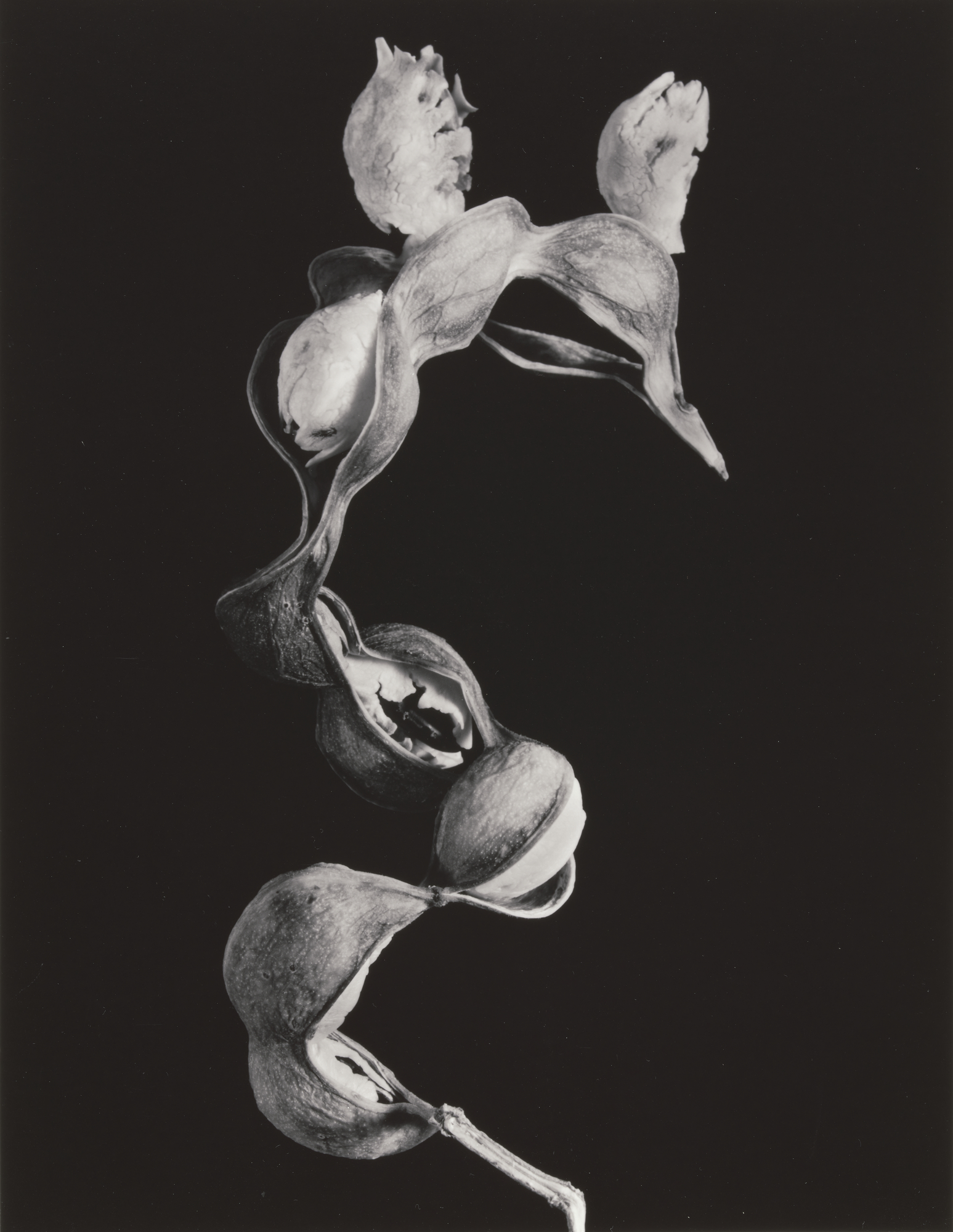 Black and white close-up of curling dried seed pods against a black background, their pale interiors exposed where the husks have split open.