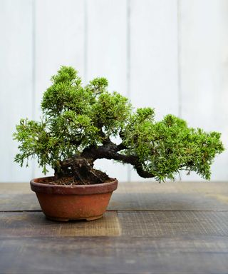 bonsai tree indoors