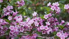 Weigela shrub with pink blooms