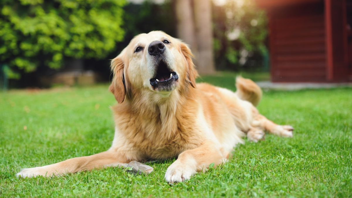 Golden Retriever lying on grass barking