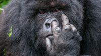 Gorilla picking his nose
