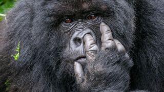 That gorilla&rsquo;s picking his nose! Immersive exhibit to showcase Nikon Comedy Wildlife Awards&rsquo; most guffaw-inducing photography gaffes