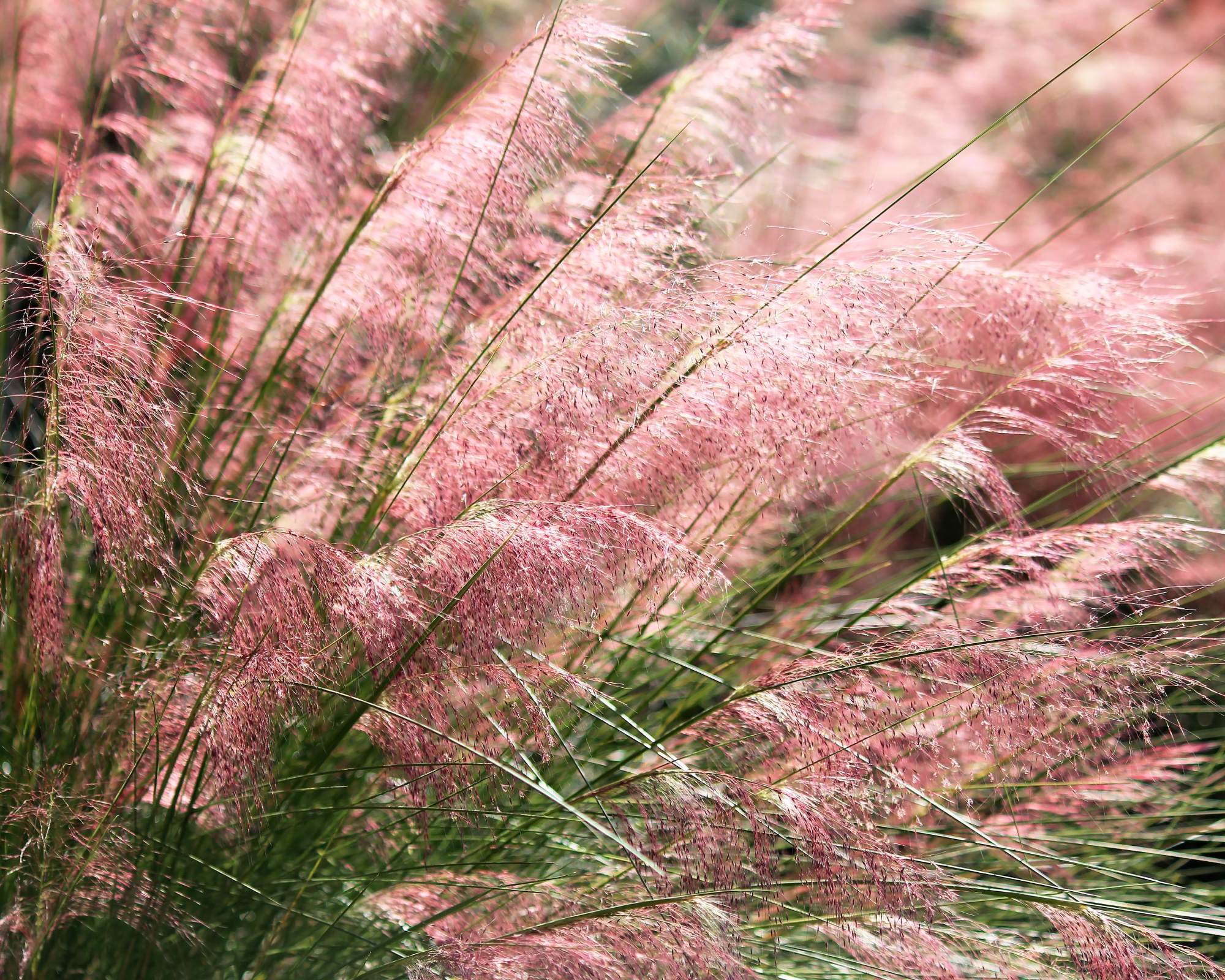 Pink muhly grass is a hardy ornamental grass that grows in clumps.