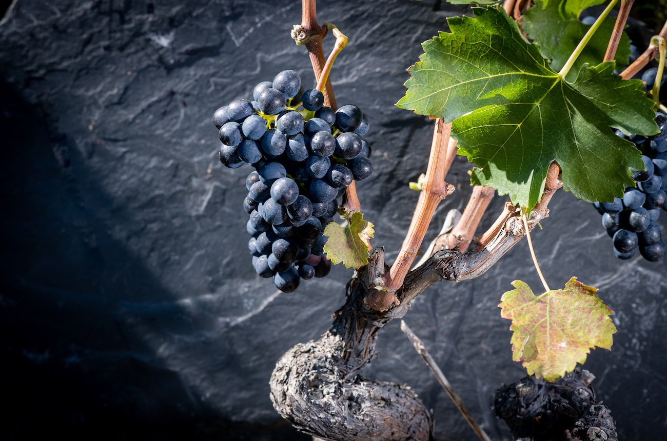 Syrah-horizontal-copyright-Olivier-Maire-original.jpg