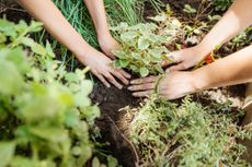The hands of 2 people planting a tree.