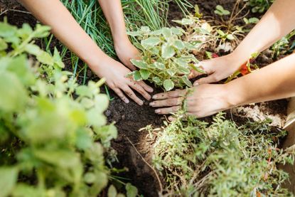 The hands of 2 people planting a tree. 