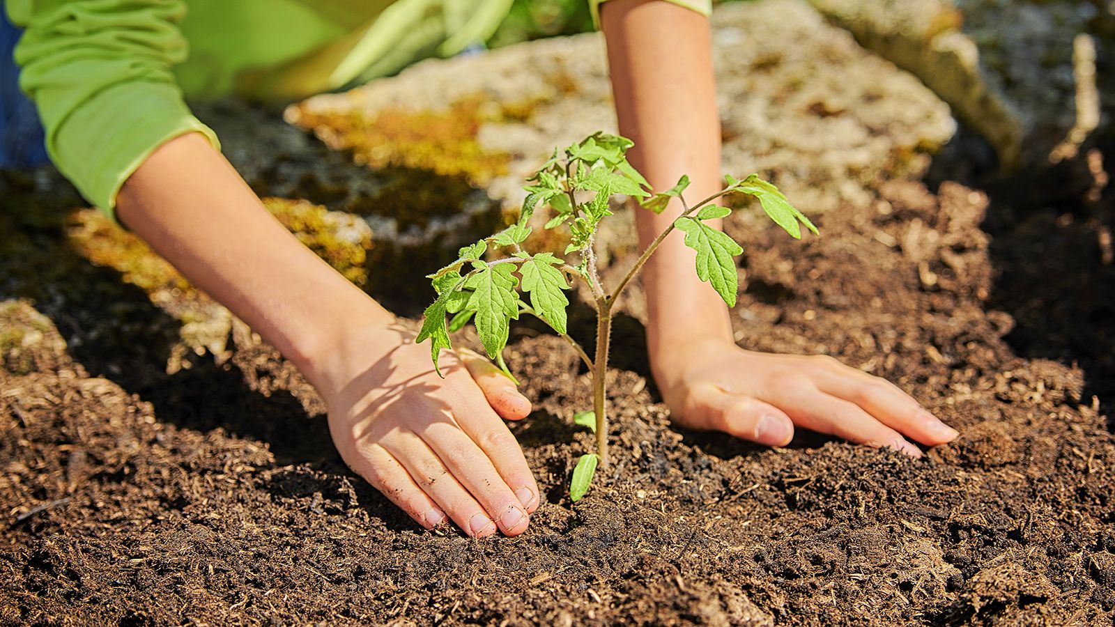 Gardener plants tomato seedling into prepared garden soil