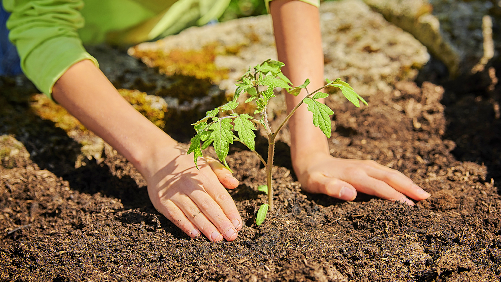 Gardener plants tomato seedling into prepared garden soil