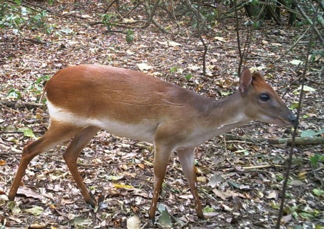 rare antelope, aders duiker, camera traps and antelopes, tiny antelopes, rare animals, endangered species, critically endangered antelopes, camera traps