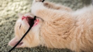 Close up shot of a kitten playing with cable