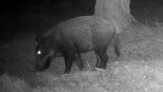 Wild boar photographed by a local on the Great Glen Way