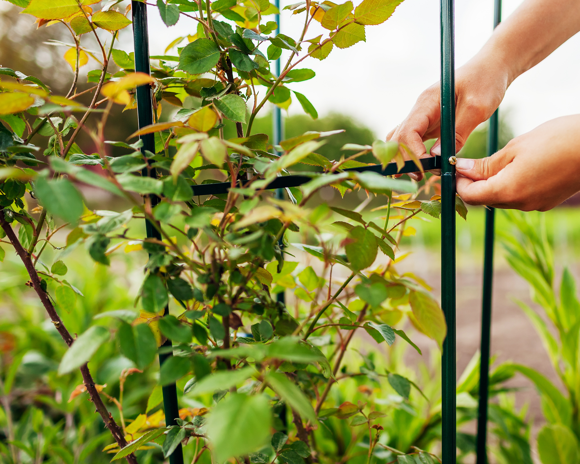 Adding support for climbing rose