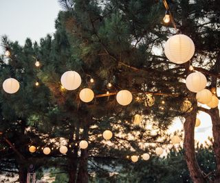 paper lanterns in pine trees