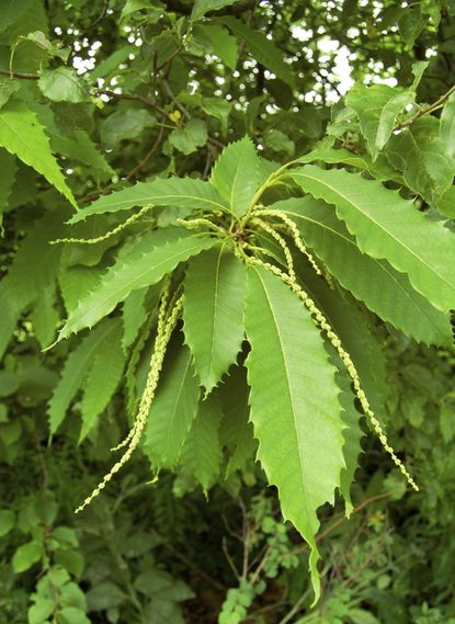 Leaves of an American Chestnut Tree