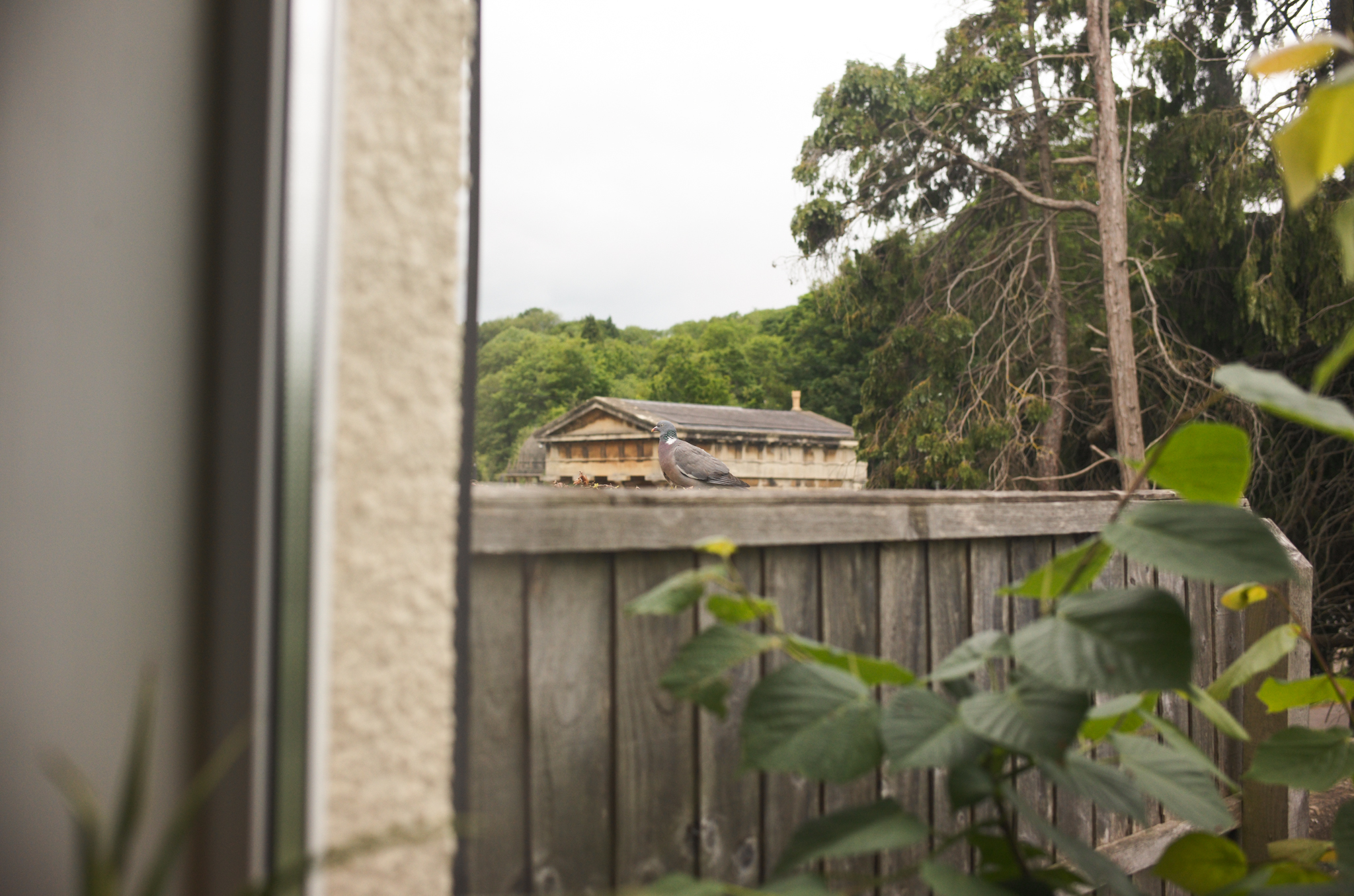 A photo of a pigeon taken on a Leica M11-D rangefinder camera