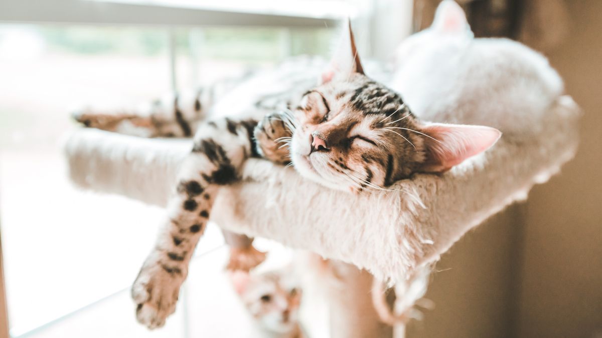 Bengal cat fast asleep in cat tree