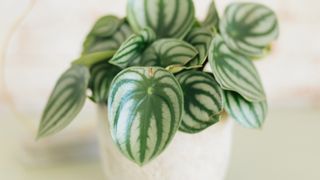 Watermelon peperomia